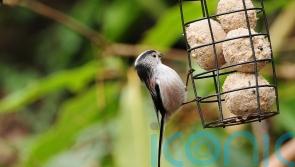 How often should I clean my bird feeder?