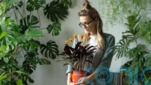 The best houseplants to boost your wellbeing