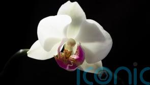 What is wrong with my orchid?