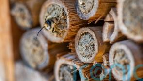 How to help bees survive extreme weather