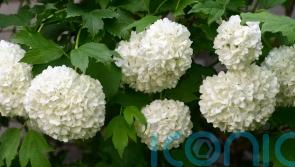 Create beautiful boundaries with easy-care shrubs