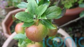 5 of the best fruit trees to grow in pots
