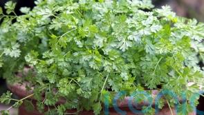 6 unusual herbs to grow this year