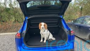 Long-term report: Our pet friends take a liking to the Nissan Qashqai