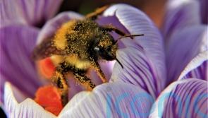 World Wildlife Day: 7 ways gardeners can make a difference