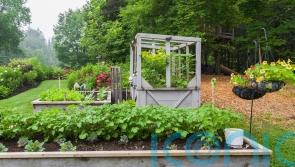 Save money by planting your own summer salad box