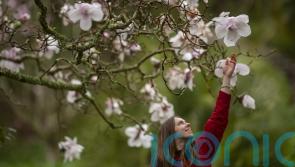 Incredible blossom show coming this April