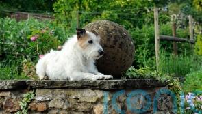 7 dog-friendly gardens to visit this spring