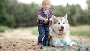 Children living with pet cats or dogs ‘less likely to develop food allergies’
