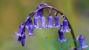 Why we should grow native bluebells