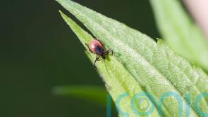 How to protect yourself from the new rare tick-borne disease