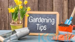 How to make green-fingered savings in your garden