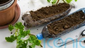 Small steps to growing greener