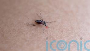 Should you be worried about dengue fever on your next European holiday?