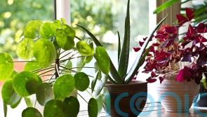 Houseplant myths: An expert sorts fact from fiction