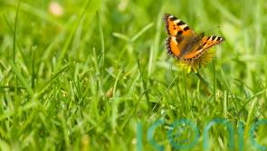 How to bring your lawn to life
