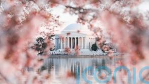 Can’t get to Japan? Have you heard of the other cherry blossom festival?
