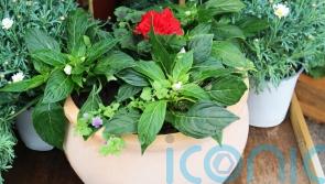 Coronation planter: A step-by-step guide to creating a red, white and blue garden container