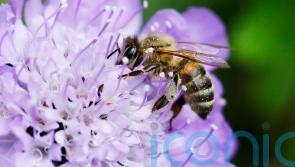 Wildlife gardening with a modern twist