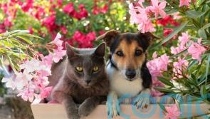 How often should you clean your pet’s belongings?