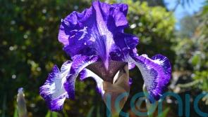How to grow Chelsea Flower Show’s dazzling irises