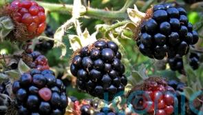 Apples and blackberries may help lower chances of developing frailty – study