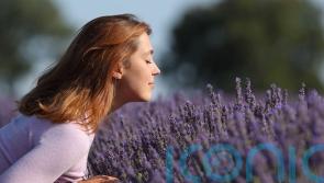 The best scented plants to enhance your balmy summer evenings