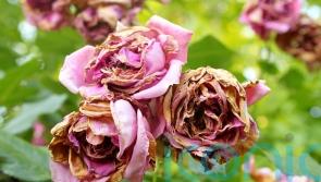 What’s wrong with my roses?
