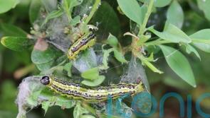 The pests you really don’t want invading your garden and how to deter them