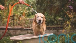 How to take care of pets in the heat