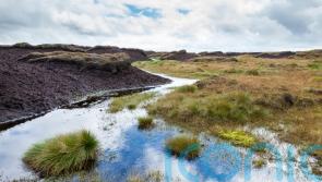 Peat alternatives – and why we need to be using them