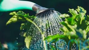 How to be waterwise in your garden this summer