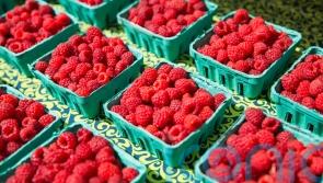 Raspberries galore: How – and why – to get more of them in your diet