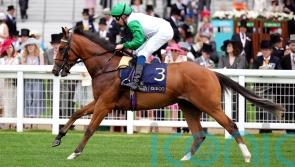 Asadna pleasing new trainer Alice Haynes, with France one possible option