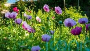 Alan Titchmarsh warns against rewilding, but how can you boost biodiversity in your garden?