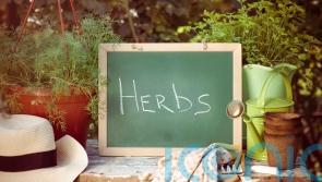 How to create a kitchen herb garden