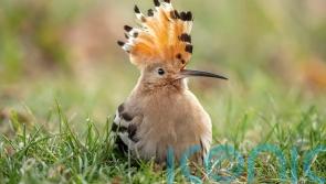 5 unusual birds you may spot in your garden in summer and beyond