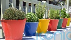 How to perk up urban balcony gardens and window boxes
