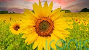 3 of the best UK sunflower fields to snap a selfie in