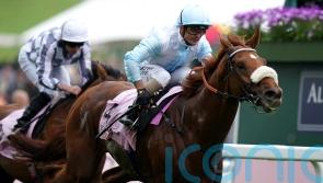 Lonsdale Cup next consideration for Giavellotto