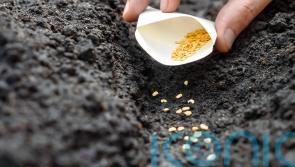 5 veg you can still sow in summer