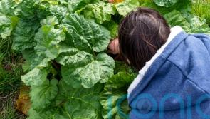 Homegrown fruit and veg makes for healthier diet and less waste, study suggests