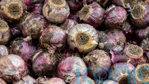 How to force bulbs to flower at Christmas