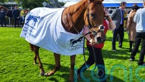 Ocean’s quest proves successful at Naas