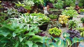 8 of the coolest plants for shady gardens
