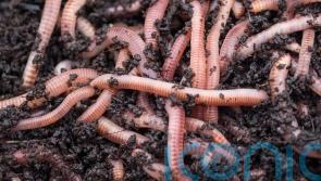 What is a wormery and how does it help gardeners?