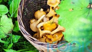Which food items are in season this autumn?