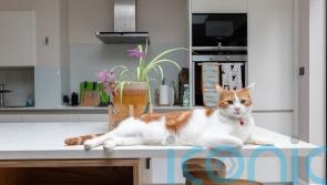 How homeowners are creating pet-specific stylish spaces