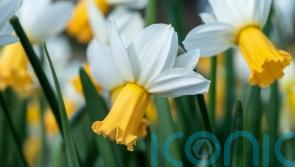 These are the best shorter daffodils to plant now for spring – according to RHS trials