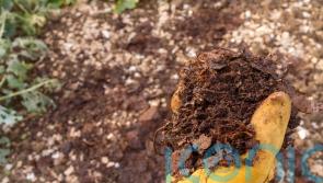 How can I boost my soil when I go peat-free?